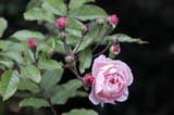 Antique rose at Lamport Hall, Northamptonshire